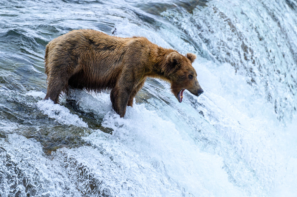 Hunt’s Photo Adventure: The Ultimate Grizzly Bear Photography Workshop